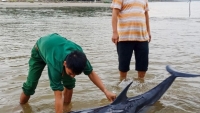 Quảng Nam: Giải cứu cá heo trôi dạt vào bờ biển Cửa Đại