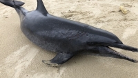 Quảng Ngãi: Phát hiện thi thể cá heo nặng 60kg dạt vào bờ biển