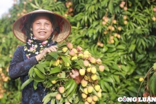 Hải Dương: Người dân huyện Thanh Hà phấn khởi thu hoạch vải khi được giá cao