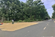 Hà Nội: Xử lý tình trạng phơi thóc lúa trên đường gây mất an toàn giao thông