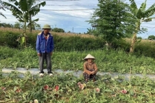 Giám đốc Công an Nghệ An chỉ đạo điều tra vụ phá ruộng dưa đang độ chín của nông dân