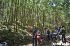 Huyện Nam Đàn đề xuất chuyển đổi 491,46 ha rừng đặc dụng sang rừng sản xuất