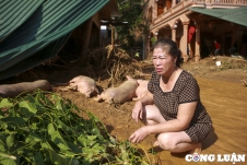 Nghệ An: Sau lũ, người dân trắng tay, cả gia tài chỉ còn lại 4 con lợn
