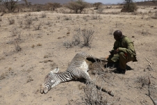 Hạn hán kéo dài ở Kenya khiến lạc đà, ngựa vằn 'chết hàng loạt'
