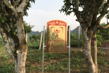 57 cây chè cổ Shan tuyết ở Mộc Châu là cây di sản Việt Nam