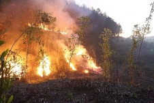 Chủ tịch UBND cấp tỉnh phải chịu trách nhiệm trước Thủ tướng nếu để xảy ra cháy rừng diện rộng