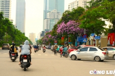 Rực rỡ sắc tím hoa bằng lăng khắp phố phường Hà Nội