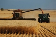 Giá lúa mì xuất khẩu của Nga tiếp tục tăng