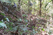 Kon Tum: Đàn Voọc bạc quý hiếm xuất hiện tại Vườn Quốc gia Chư Mom Ray