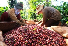 Hoa Kỳ là thị trường xuất khẩu cà phê lớn thứ 5 của Việt Nam
