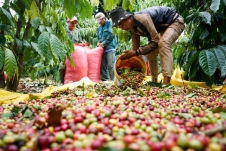 6 tháng đầu năm, xuất khẩu cà phê tăng gần 50% về trị giá