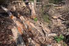 Gia Lai: Chuyển cơ quan điều tra vụ khai thác trái phép hơn 5m3 gỗ