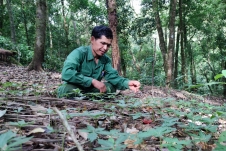Kon Tum: Hỗ trợ người dân khắc phục thiệt hại và trồng mới sâm Ngọc Linh