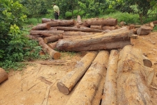Tỉnh Gia Lai chỉ đạo khẩn trương điều tra nguồn gốc xưởng gỗ lậu ở biên giới