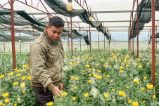 Gia Lai: Bỏ vườn hồ tiêu, thanh niên lãi lớn nhờ trồng hoa cúc công nghệ cao