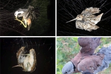 Nhiều loại bẫy, lưới tận diệt chim trời được bày bán nhộn nhịp trên chợ mạng