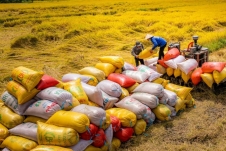Việt Nam sẽ đảm bảo xuất khẩu hơn 8 triệu tấn gạo trong năm 2024