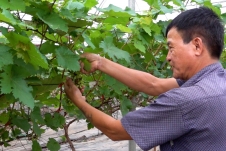 Hà Nội: Hơn 600 cây nho hạ đen đã bén rễ với vùng đất ven sông Đáy