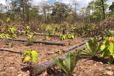 Gia Lai: Cánh rừng biên giới Chư Prông tiếp tục bị tàn phá không thương tiếc