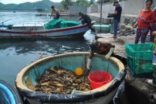 Phú Yên: Hàng chục tấn tôm hùm và cá chết bất thường