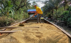 Gạo Việt tăng trưởng 'thần tốc' nhưng vẫn có 'sạn'