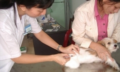 TP HCM có tỷ lệ tiêm phòng bệnh dại đạt trên 90% tổng đàn chó mèo