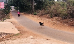 Gia Lai: Bệnh dại diễn biến phức tạp, người dân thờ ơ thả chó rông khắp đường