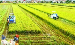 Nông nghiệp Việt Nam và thách thức vượt “bão” virus Corona