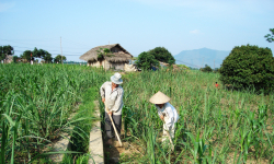 Cơ hội và thách thức cho nông sản Việt