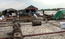 Đồng Nai: Gần 1.000 tấn cá bè chết trắng trên sông La Ngà là do rác thải, ô nhiễm nguồn nước
