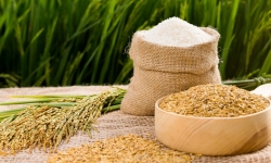 Xuất khẩu gạo vẫn giảm mạnh trong 5 tháng đầu năm