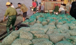 Hải Phòng: Người nuôi ngao “kêu cứu” vì doanh nghiệp khai thác cát