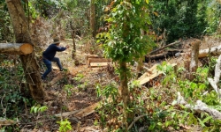 Gia Lai: Điều tra vụ 119 cây gỗ lớn bị đốn hạ trên rừng phòng hộ