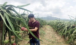 Uông Bí (Quảng Ninh): Tái cơ cấu nông nghiệp tại 7 vùng sản xuất nông nghiệp tập trung