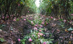 Hà Nội: Hoa Tây Tựu nở rộ không ai mua, người dân đành cắt bỏ hoa để chờ vụ mới