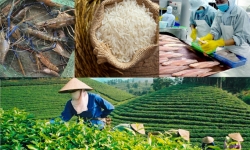 Nông sản Việt Nam trong mùa dịch: Trong nước khó khăn, thăng hạng trên trường quốc tế