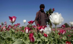 Hoạt động buôn bán ma tuý khổng lồ của Afghanistan có thể sẽ tiếp tục dưới thời Taliban