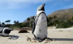 Đàn ong 'tàn sát' hơn 60 con chim cánh cụt có nguy cơ tuyệt chủng ở Nam Phi