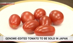 Nhật Bản chuẩn bị bán loại cà chua ăn vào giúp giảm stress