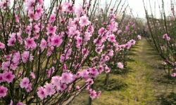 Những loài cây, hoa thường được người Việt chưng vào dịp Tết
