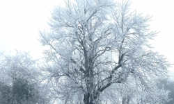 Sa Pa lạnh 0,3 độ C, băng tuyết phủ trắng cây rừng trên đường lên Fansipan