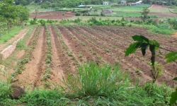 Đà Nẵng cảnh bảo về dịch vụ chuyển đất nông nghiệp sang đất ở