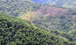 Hòa Bình: Buông lỏng quản lý, cấp đất trồng rừng cho doanh nghiệp chồng lấn đất ở của người dân!