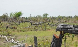 Trình xử lý vụ phá hơn 387ha rừng tại các tiểu khu thuộc huyện Ea Súp