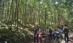 Nghệ An: Bỏ công và của trồng rừng nguyên liệu nhưng không được khai thác, hàng chục hộ dân cầu cứu