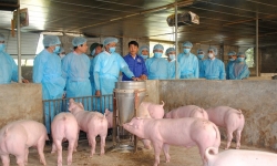 Chủ động giám sát chặt chẽ, phát hiện sớm, xử lý các ổ dịch tả lợn châu Phi