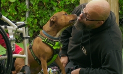 'The Dog House: UK' - hành trình tìm chủ ly kỳ của chú cún bị bỏ rơi