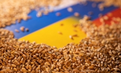 EU nên mua ngũ cốc của Ukraine chia cho các nước có nhu cầu