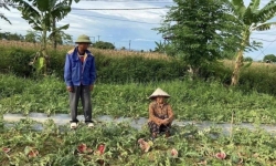 Giám đốc Công an Nghệ An chỉ đạo điều tra vụ phá ruộng dưa đang độ chín của nông dân