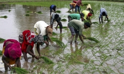 Thời tiết khắc nghiệt đang đe dọa mạnh mẽ nguồn cung gạo toàn cầu